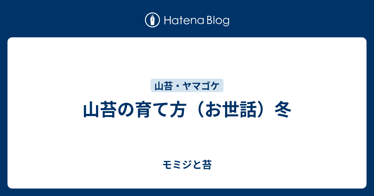 山苔の育て方 お世話 冬 モミジと苔