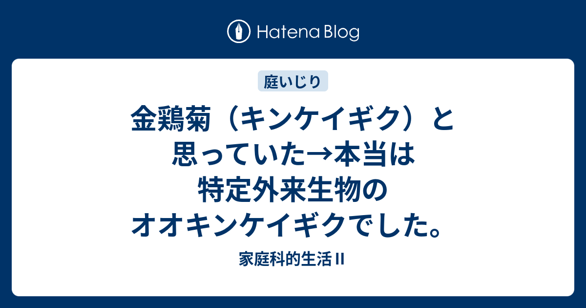 金鶏菊 キンケイギク と思っていた 本当は特定外来生物のオオキンケイギクでした 家庭科的生活