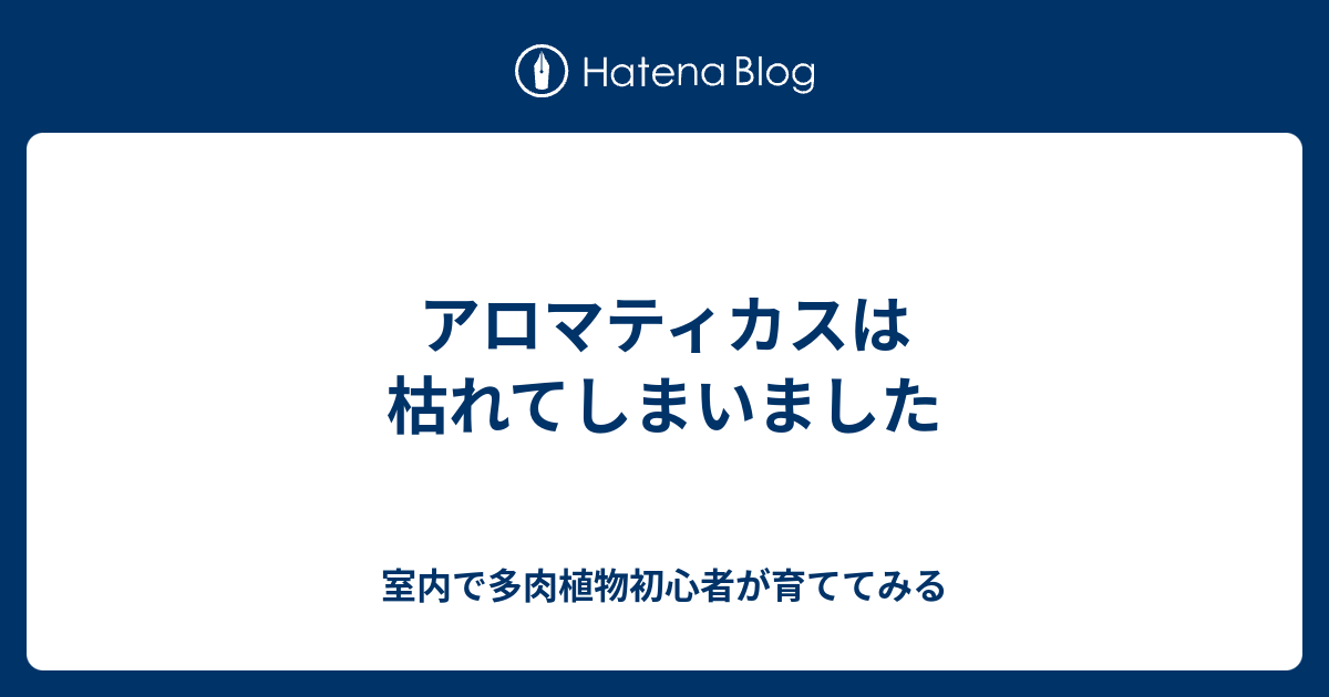 アロマティカスは枯れてしまいました 室内で多肉植物初心者が育ててみる