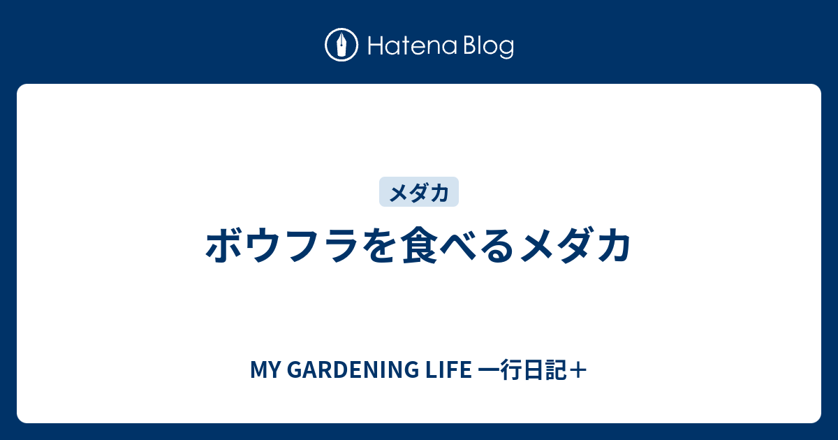 ボウフラを食べるメダカ My Gardening Life 一行日記