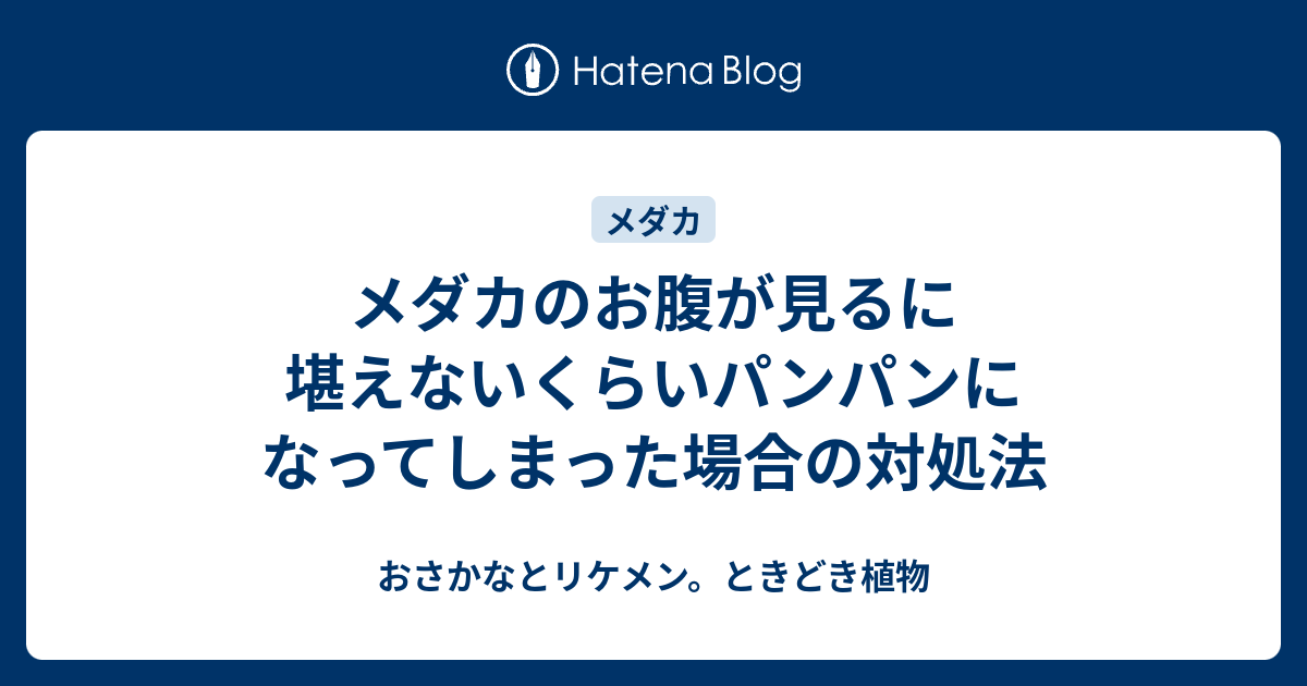 メダカのお腹が見るに堪えないくらいパンパンになってしまった場合の対処法 おさかなとリケメン ときどき植物