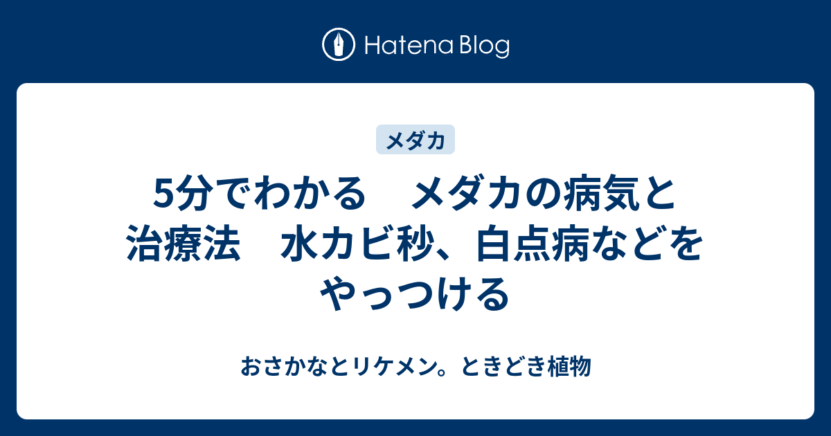 5分でわかる メダカの病気と治療法 水カビ秒 白点病などをやっつける おさかなとリケメン ときどき植物