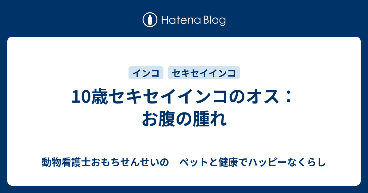 10歳セキセイインコのオス お腹の腫れ 動物看護士おもちせんせいの ペットと健康でハッピーなくらし