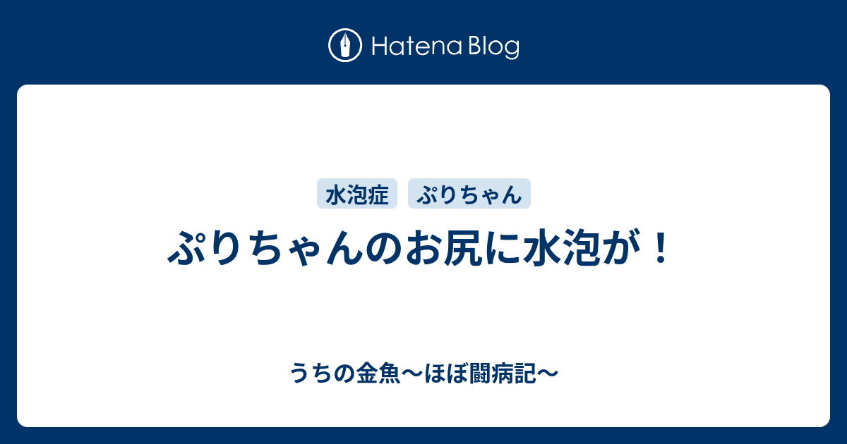 ぷりちゃんのお尻に水泡が うちの金魚 ほぼ闘病記