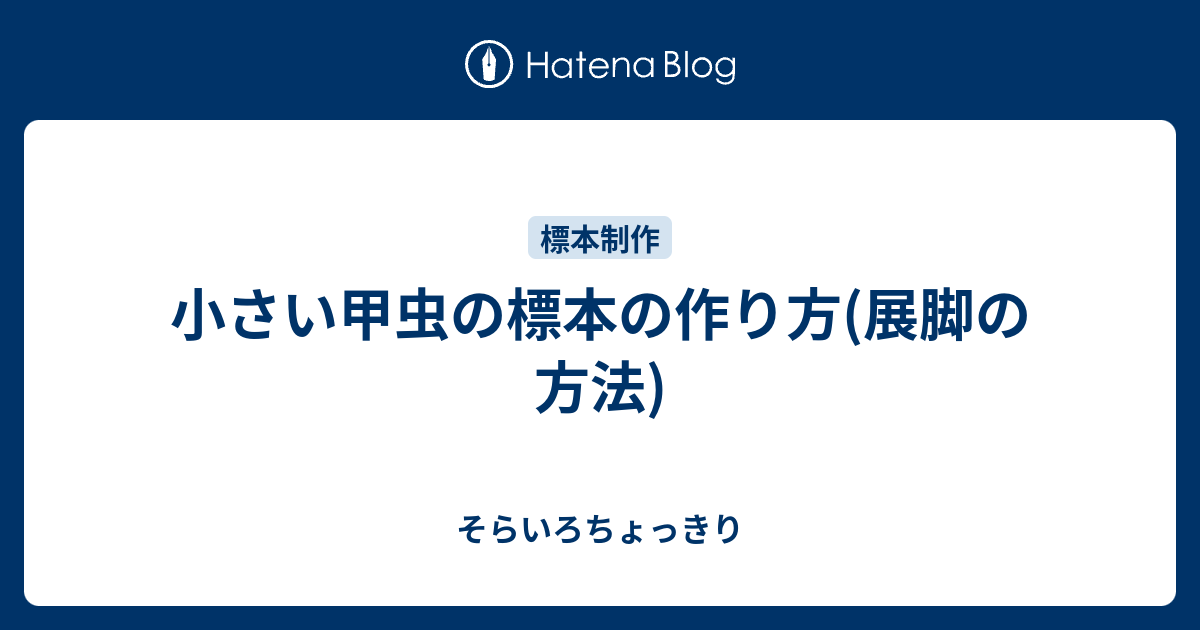 小さい甲虫の標本の作り方 展脚の方法 そらいろちょっきり