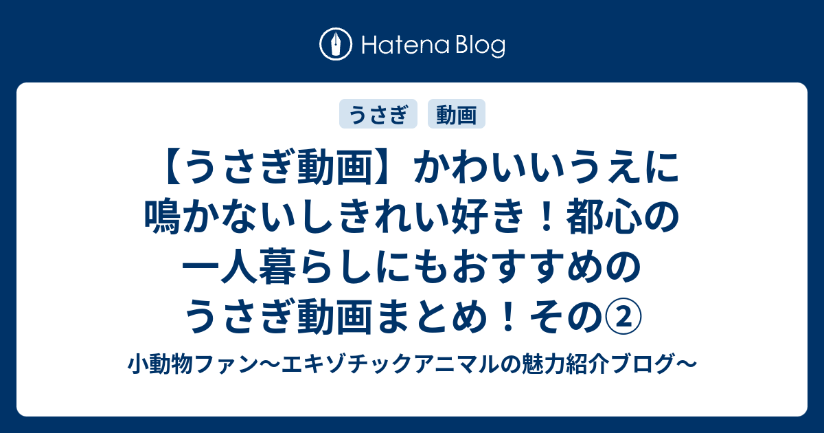 うさぎ動画 かわいいうえに鳴かないしきれい好き 都心の一人暮らしにもおすすめのうさぎ動画まとめ その 小動物ファン エキゾチックアニマルの魅力紹介ブログ