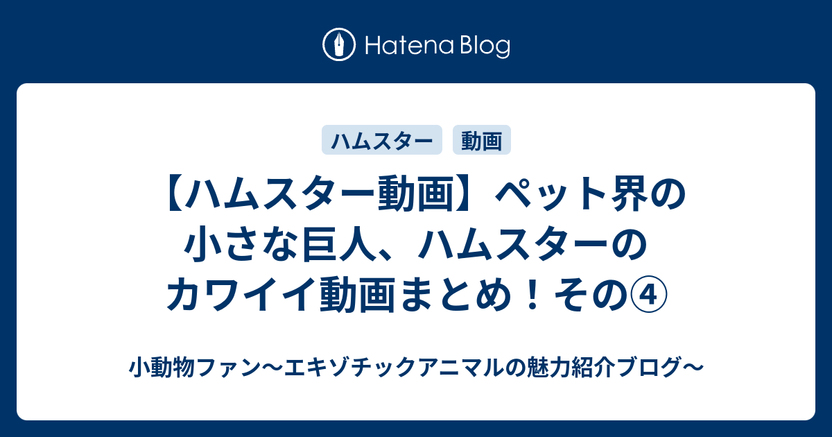 ハムスター動画 ペット界の小さな巨人 ハムスターのカワイイ動画まとめ その 小動物ファン エキゾチックアニマルの魅力紹介ブログ