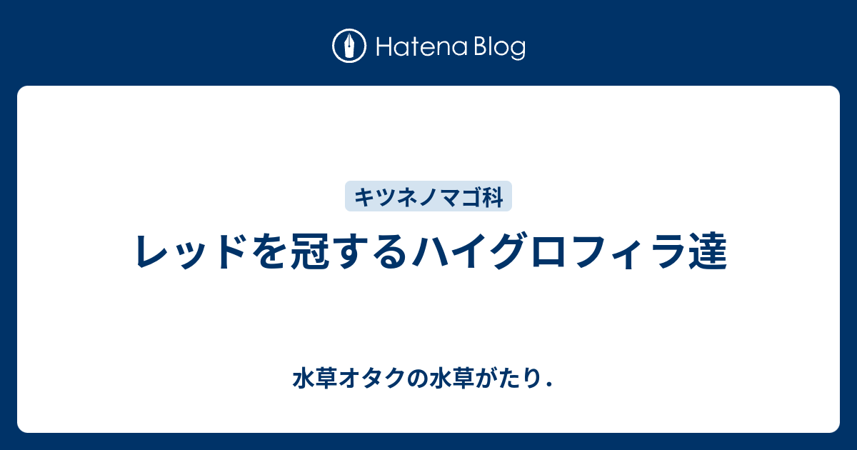 レッドを冠するハイグロフィラ達 水草オタクの水草がたり