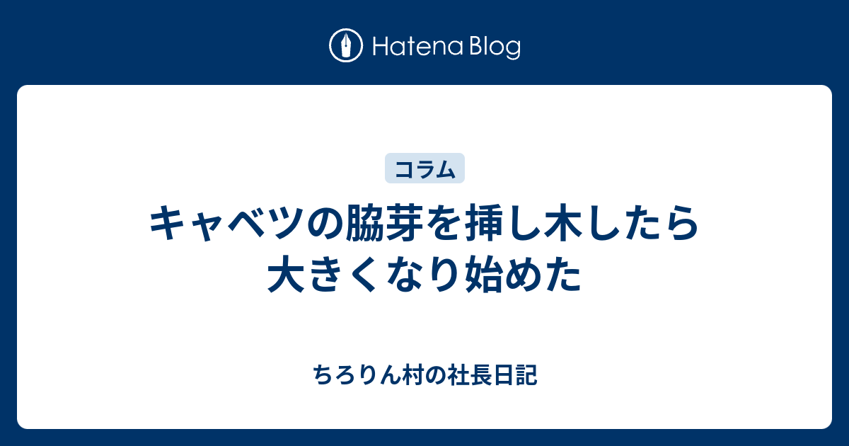 キャベツの脇芽を挿し木したら大きくなり始めた ちろりん村の社長日記