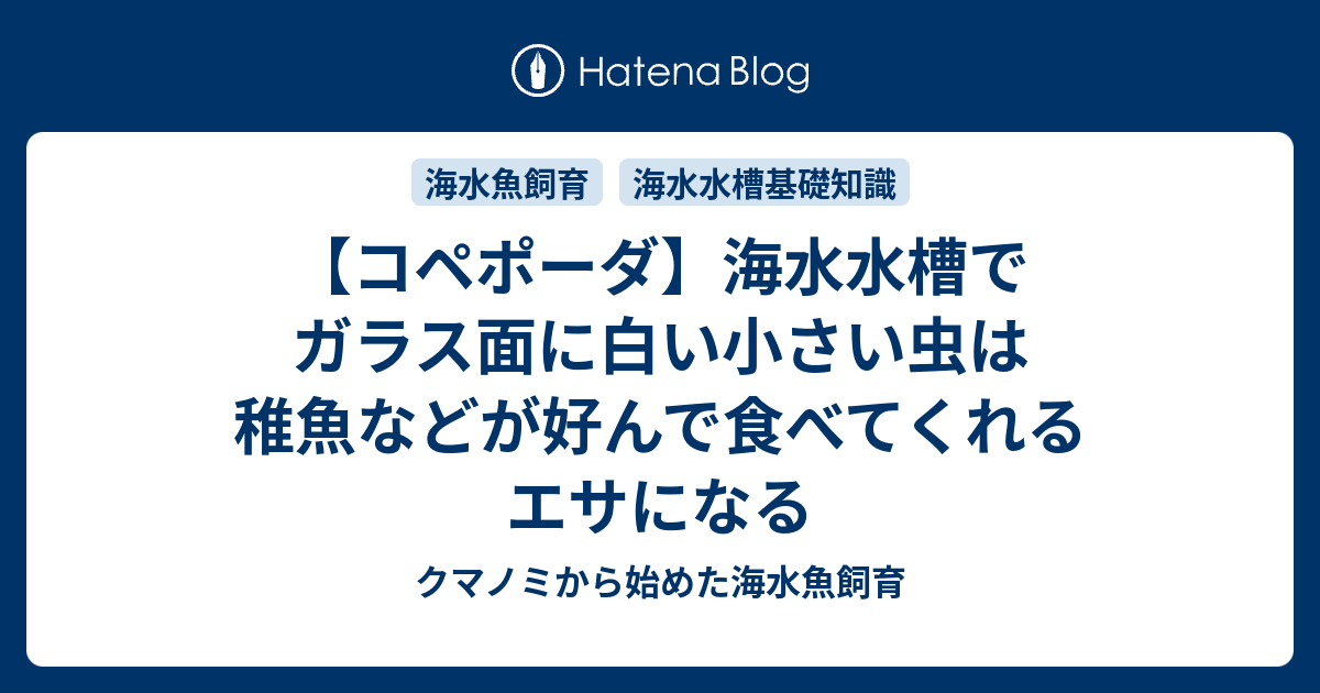 コペポーダ 海水水槽でガラス面に白い小さい虫は稚魚などが好んで食べてくれるエサになる クマノミから始めた海水魚飼育