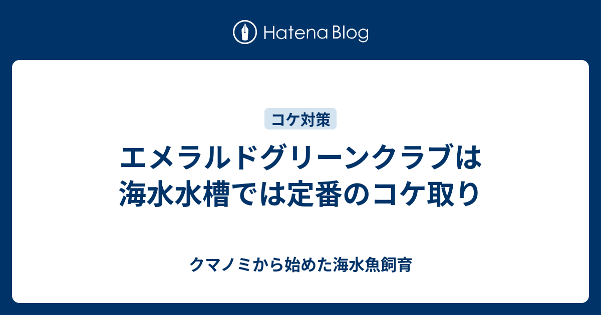 エメラルドグリーンクラブは海水水槽では定番のコケ取り - クマノミから始めた海水魚飼育