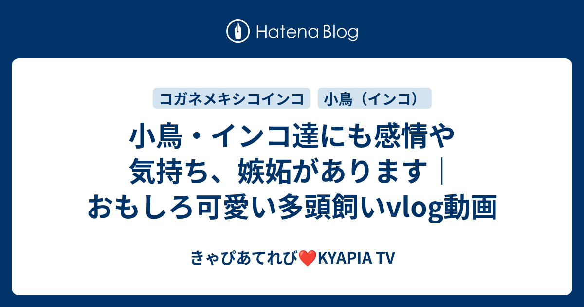小鳥 インコ達にも感情や気持ち 嫉妬があります おもしろ可愛い多頭飼いvlog動画 動物多頭飼いユーチューバー Kyapia Tv