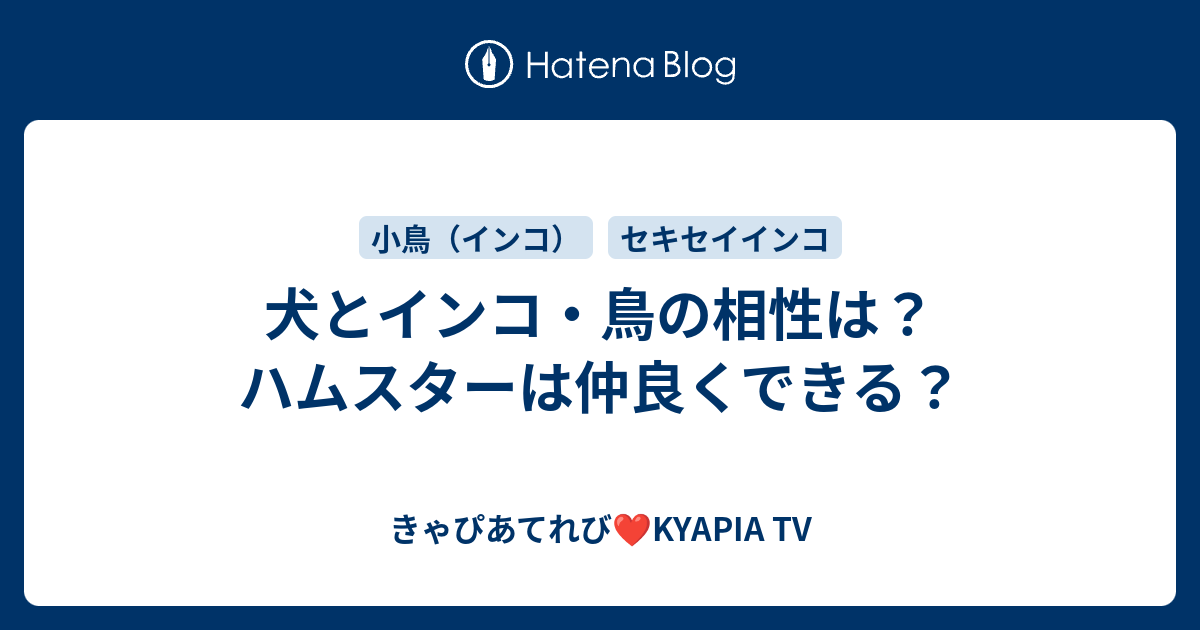 犬とインコ 鳥の相性は ハムスターは仲良くできる 動物多頭飼いユーチューバー Kyapia Tv