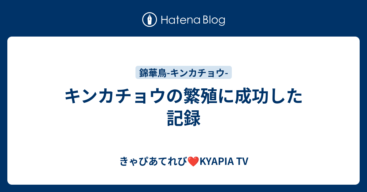 キンカチョウを自分で繁殖させる方法