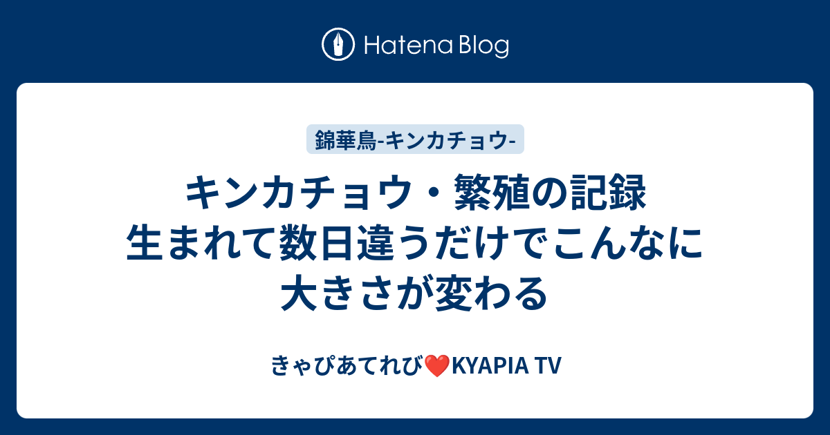 キンカチョウを自分で繁殖させる方法
