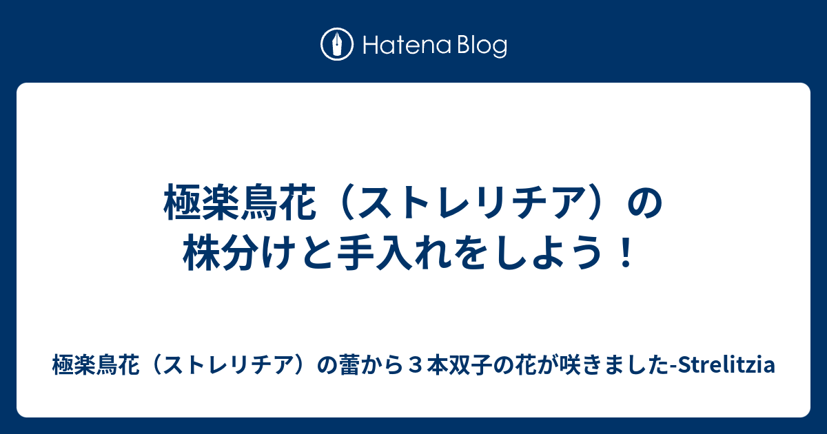 極楽鳥花 ストレリチア の株分けと手入れをしよう 極楽鳥花 ストレリチア の蕾から３本双子の花が咲きました Strelitzia