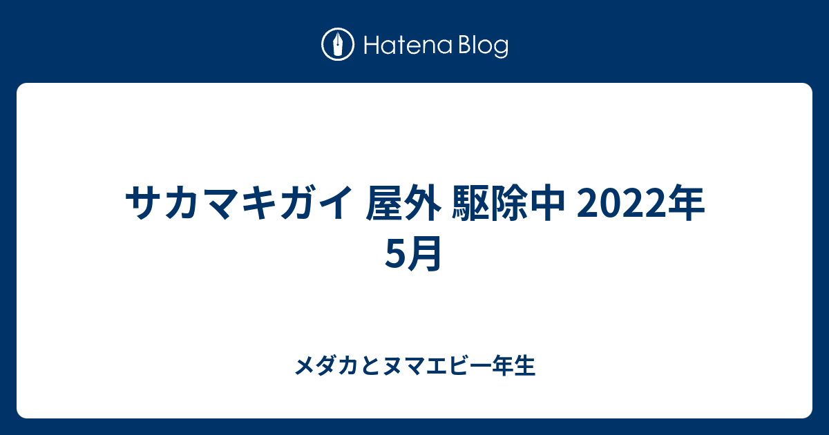 サカマキガイ 屋外 駆除中 22年5月 メダカとヌマエビ一年生