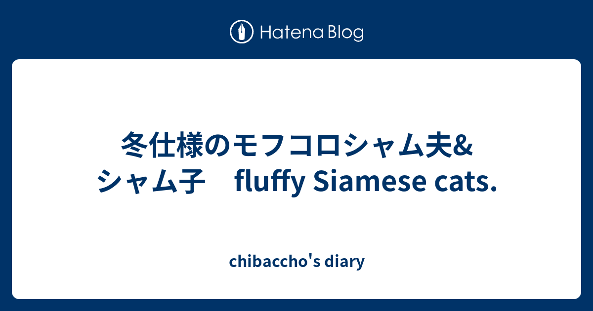 冬仕様のモフコロシャム夫 シャム子 Fluffy Siamese Cats Chibaccho S Diary