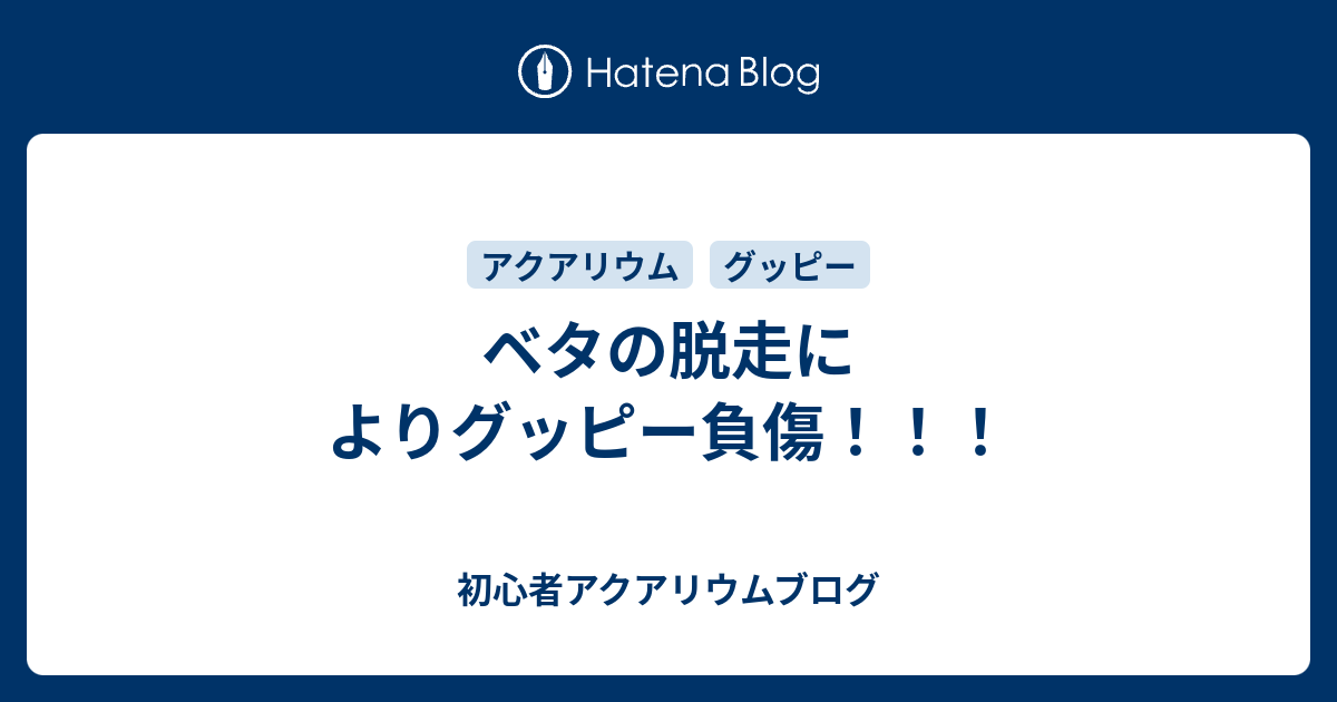 ベタの脱走によりグッピー負傷 初心者アクアリウムブログ