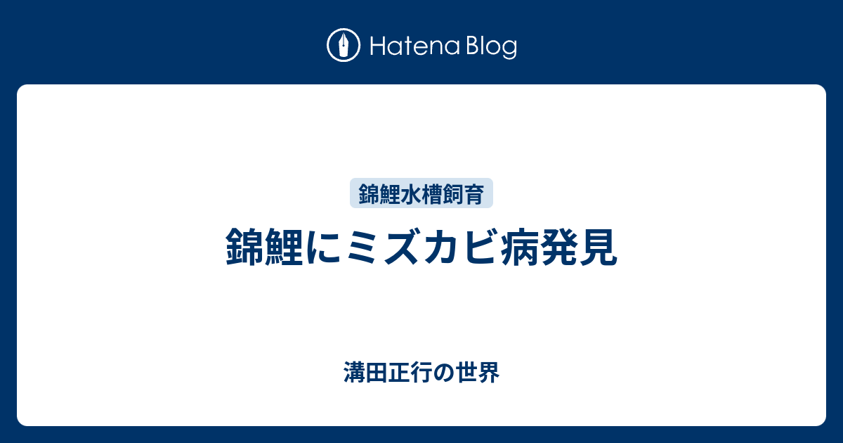 錦鯉にミズカビ病発見 - 溝田正行の世界