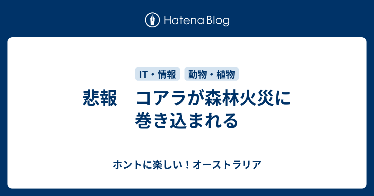 悲報 コアラが森林火災に巻き込まれる ホントに楽しい オーストラリア