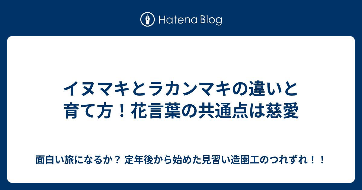 イヌマキとラカンマキの違いと育て方 花言葉の共通点は慈愛 面白い旅になるか 定年後から始めた見習い造園工のつれずれ