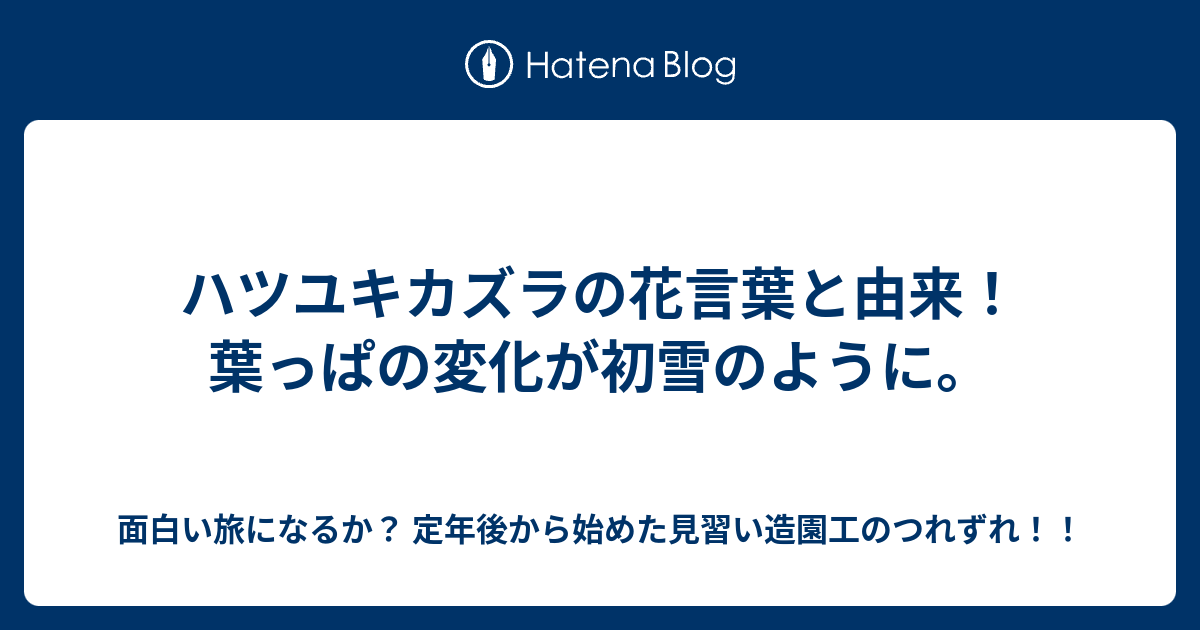 ハツユキカズラの花言葉と由来 葉っぱの変化が初雪のように 面白い旅になるか 定年後から始めた見習い造園工のつれずれ